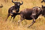 TANZANIA - Serengeti National Park - Migrazione Gnu - 25